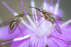 Phthiriinae