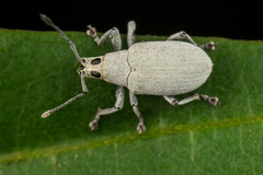 Myllocerina