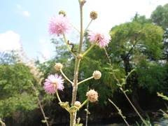 Mimosa albida