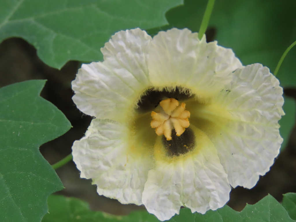 Momordica welwitschii, Kunene Region, Namibia