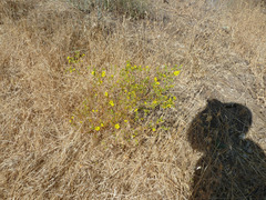 Deinandra fasciculata