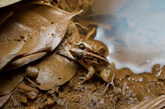 Minervarya kirtisinghei