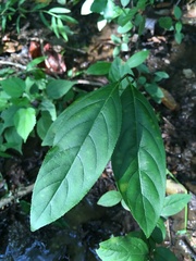 Itea virginica