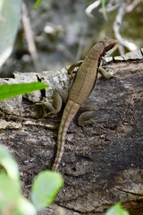 Leiocephalus macropus