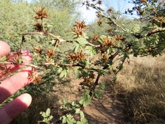 Mimosa aculeaticarpa biuncifera