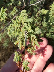 Mimosa aculeaticarpa biuncifera
