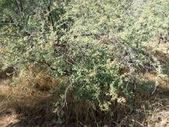 Mimosa aculeaticarpa biuncifera