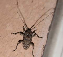 Leptostylopsis terraecolor