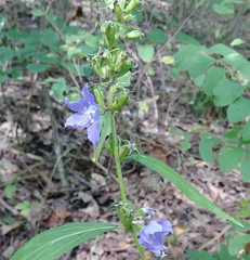 Campanulastrum americanum