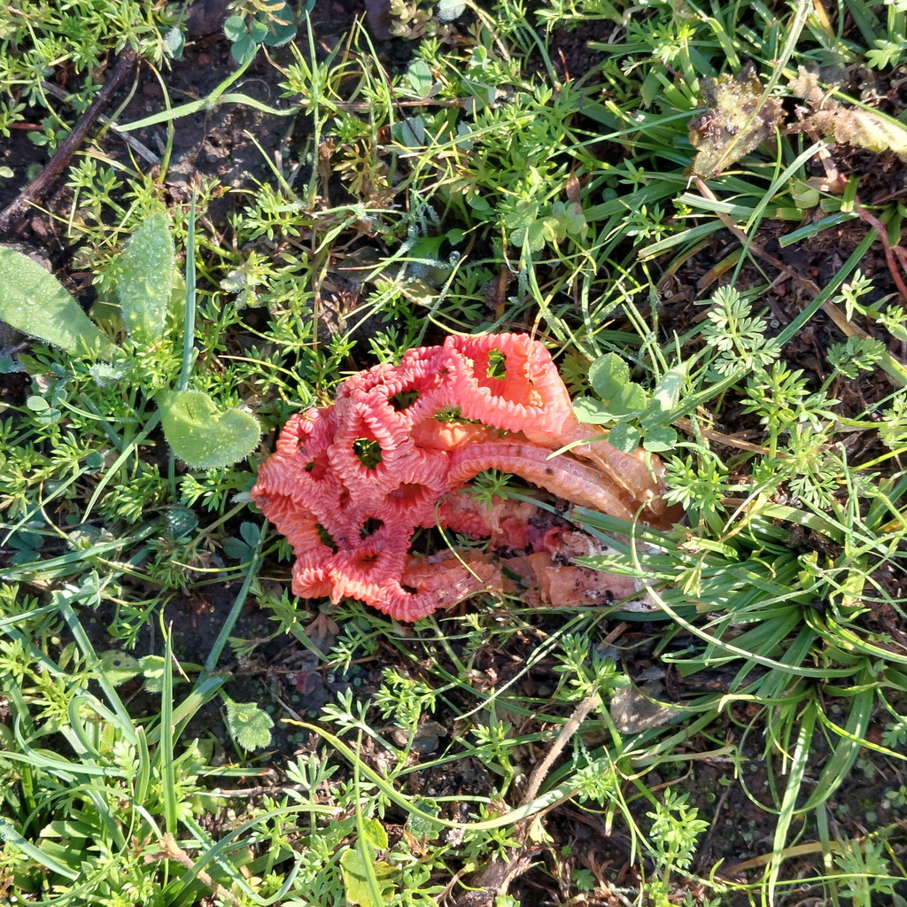 Colus pusillus · June 2025 · photo: © ruth-palsson (iNaturalist, cc-by-sa)