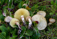 Suillus flavidus
