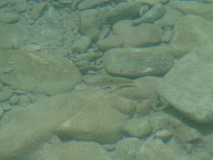 Herichthys carpintis