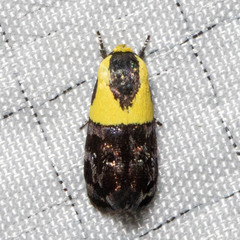 Rectiostoma xanthobasis