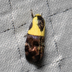 Rectiostoma xanthobasis