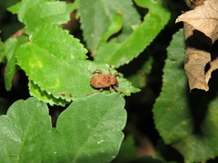 Phelypera distigma