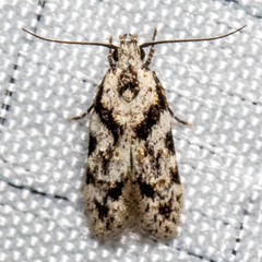 Pseudotelphusa palliderosacella