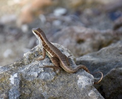 Leiocephalus macropus