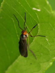 Rhamphomyia longicauda
