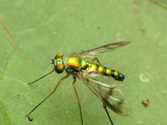 Condylostylus scaber