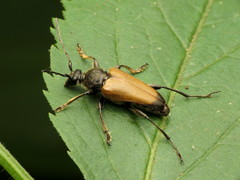 Trigonarthris