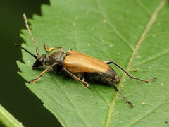 Trigonarthris