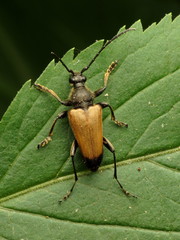 Trigonarthris
