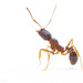 Stenammin Ants - Photo (c) Thomas Barbin, some rights reserved (CC BY-NC), uploaded by Thomas Barbin