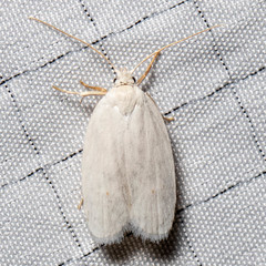 Antaeotricha albulella