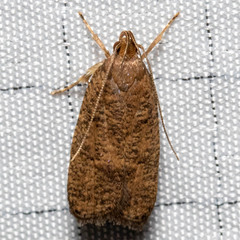 Psilocorsis quercicella