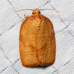 Choristoneura obsoletana