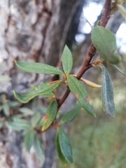 Cercocarpus ledifolius