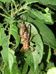 Ancistrocercus circumdatus