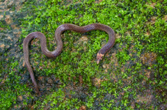 Aspidura guentheri