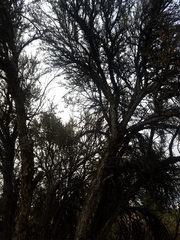 Cercocarpus ledifolius