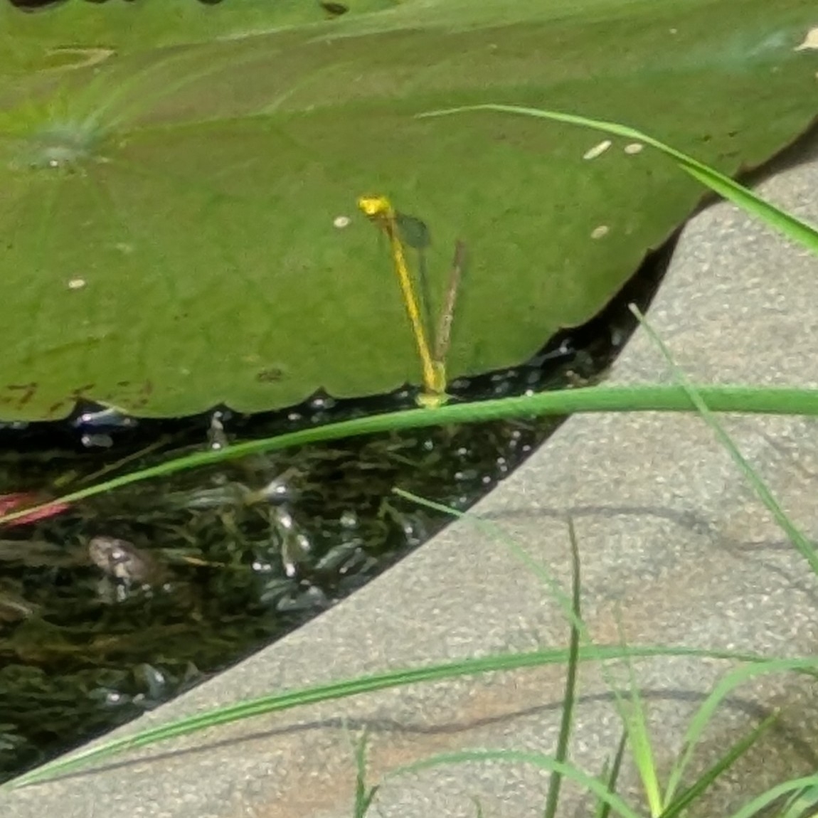Coromandel Marsh Dart