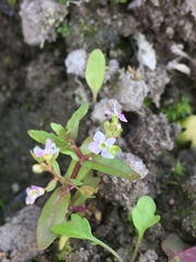 Veronica anagallis-aquatica