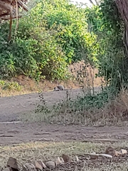 Chlorocebus pygerythrus hilgerti