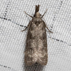 Dichomeris inversella