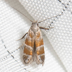 Battaristis vittella