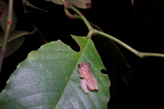 Pseudophilautus popularis