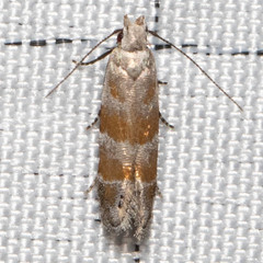 Battaristis vittella