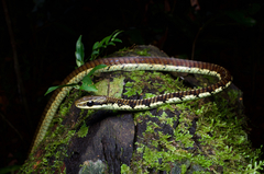 Dendrelaphis schokari
