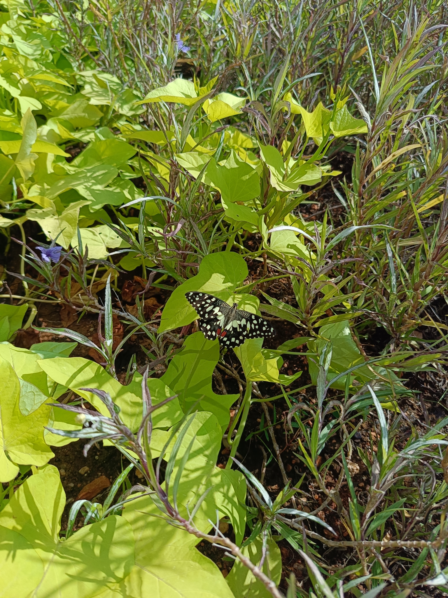 Lime Swallowtail