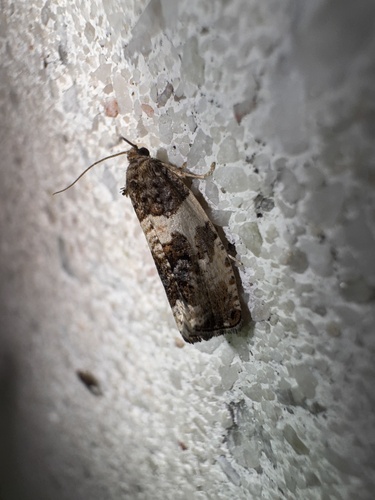 Poplar Leafroller Moth photo 5
