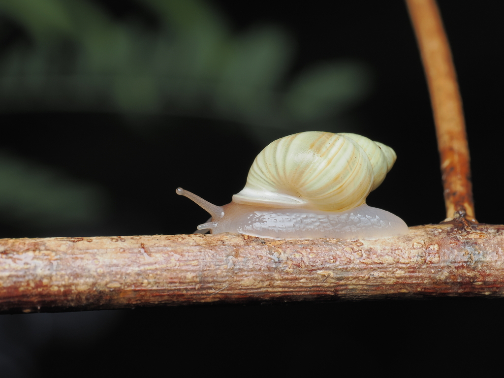 Radiolate Partula