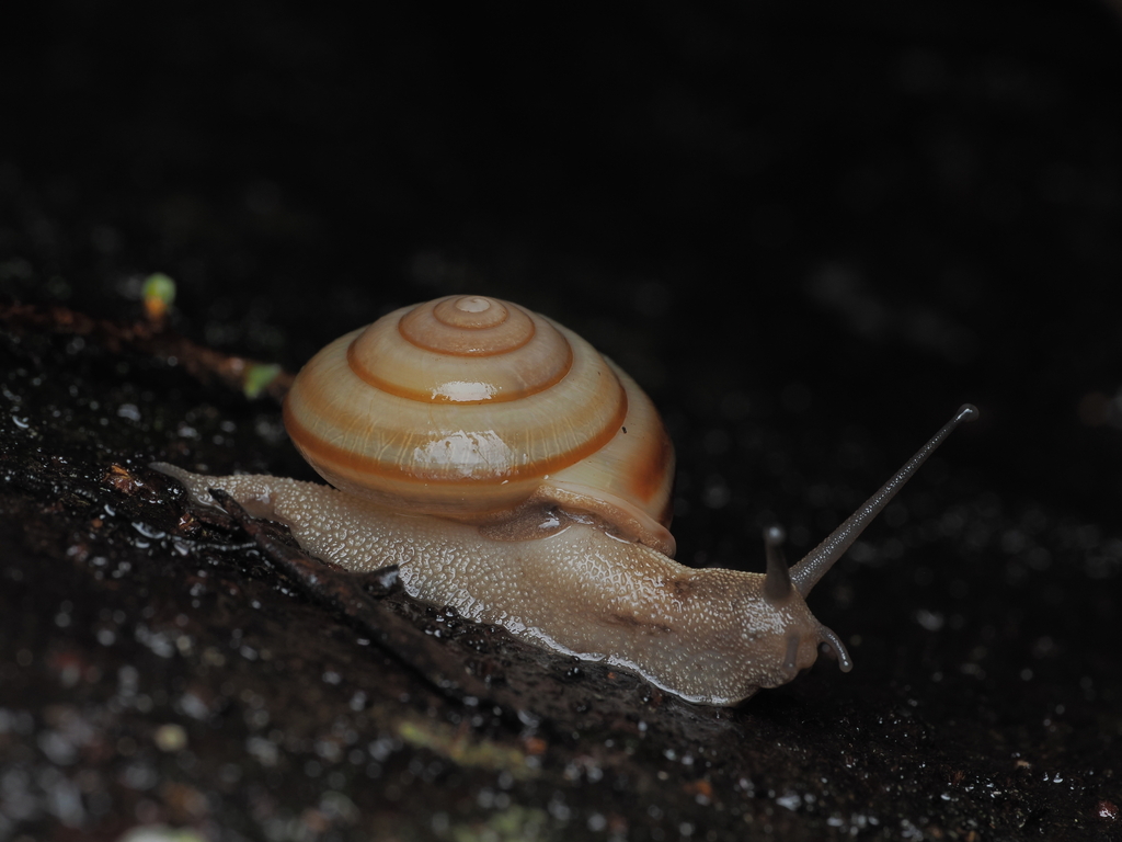 Satsuma succincta