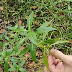 Hydrolea quadrivalvis