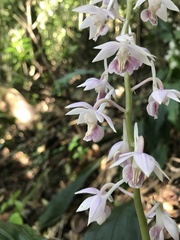 Calanthe aristulifera, photograph author not stated, no rights reserved