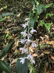 Calanthe aristulifera, photograph author not stated, no rights reserved
