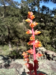 Echeveria paniculata